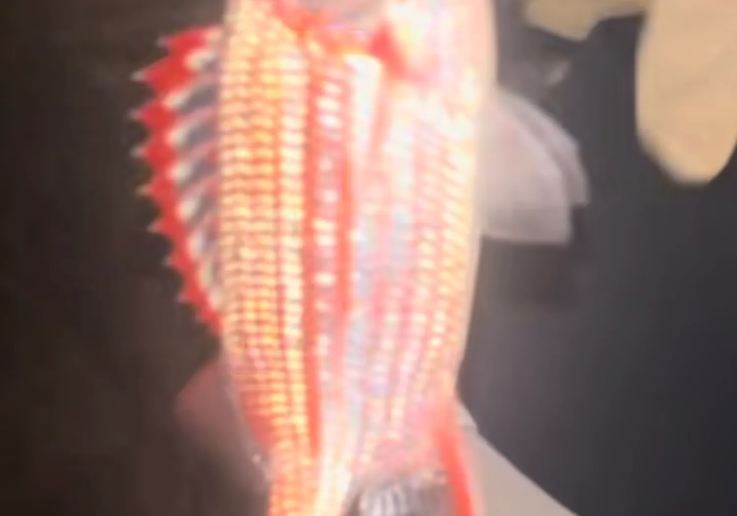 Hawaiian squirrelfish