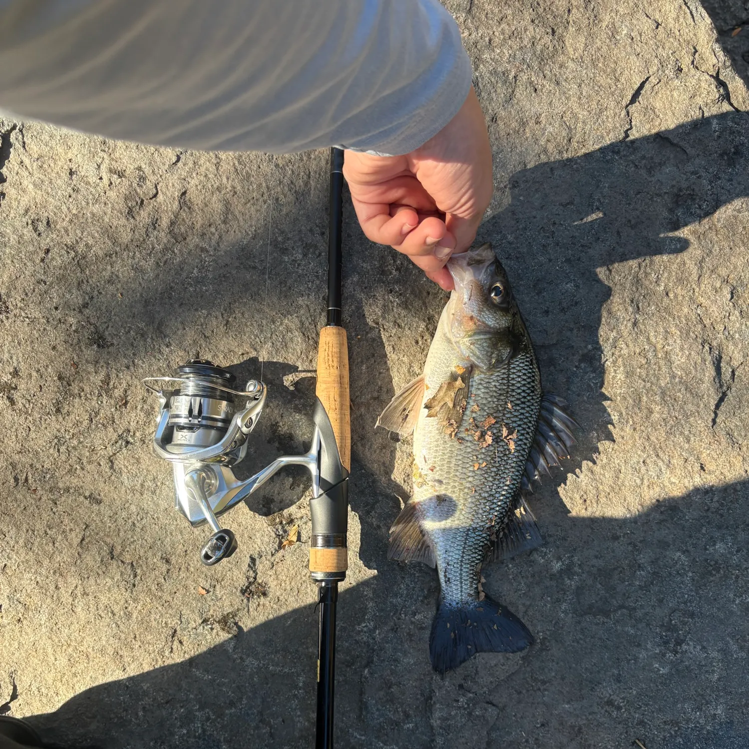 White perch caught on Fishbrain