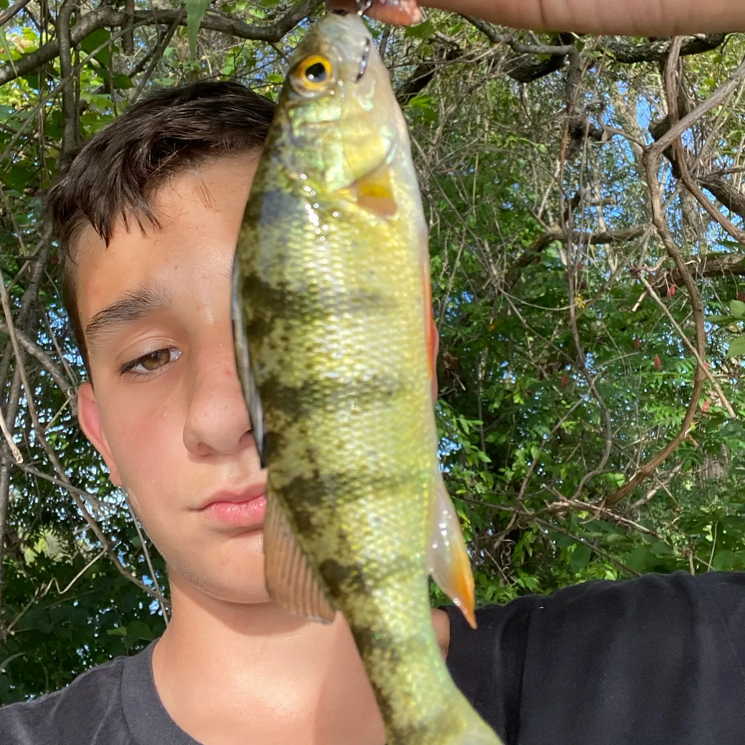 Yellow perch caught on Fishbrain