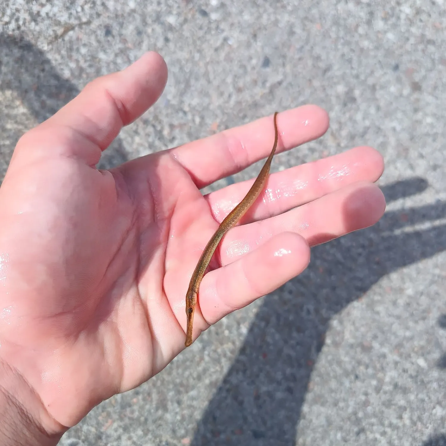 The most recent Broadnosed pipefish catches on Fishbrain