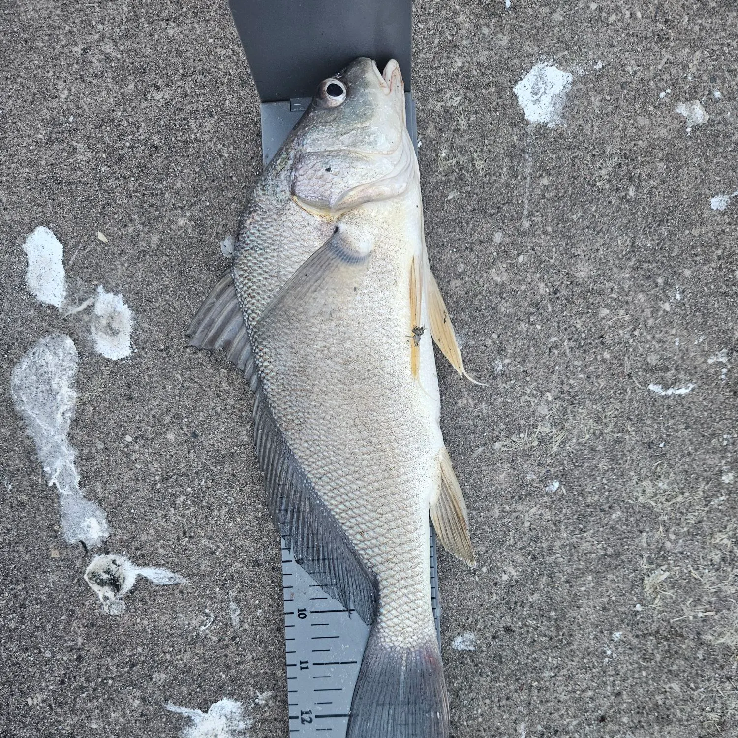 Freshwater drum caught on Fishbrain