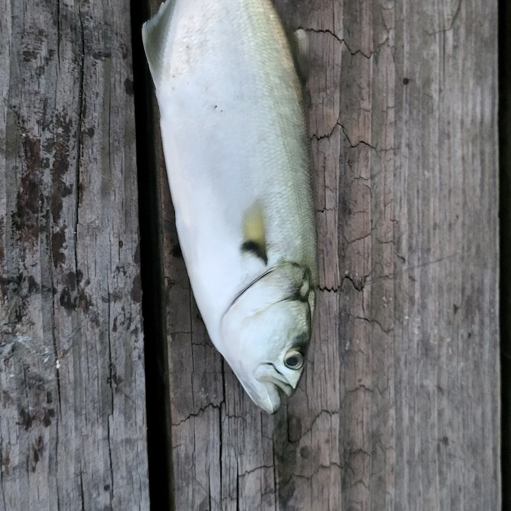 Fish caught on Fishbrain