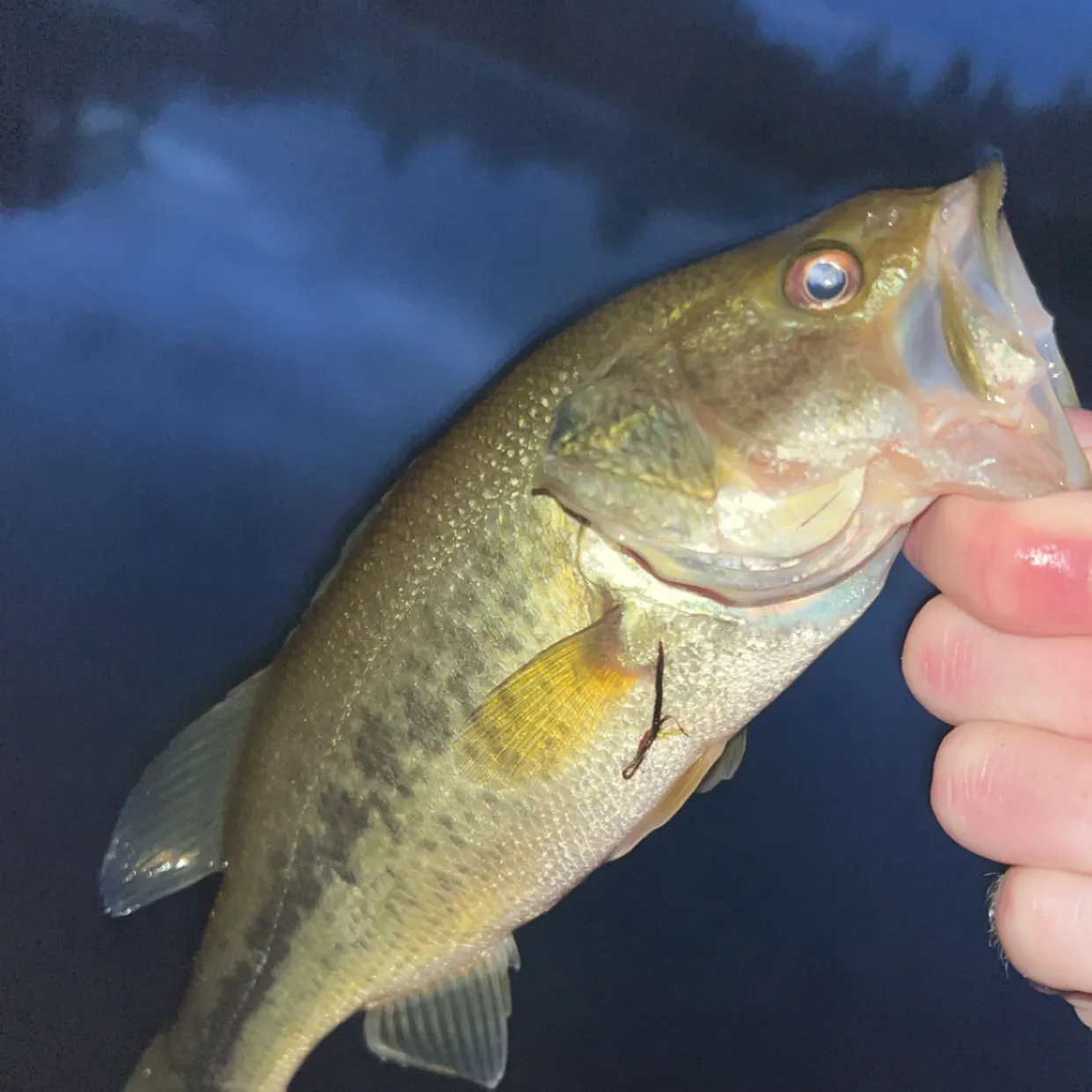 Largemouth bass caught on Fishbrain
