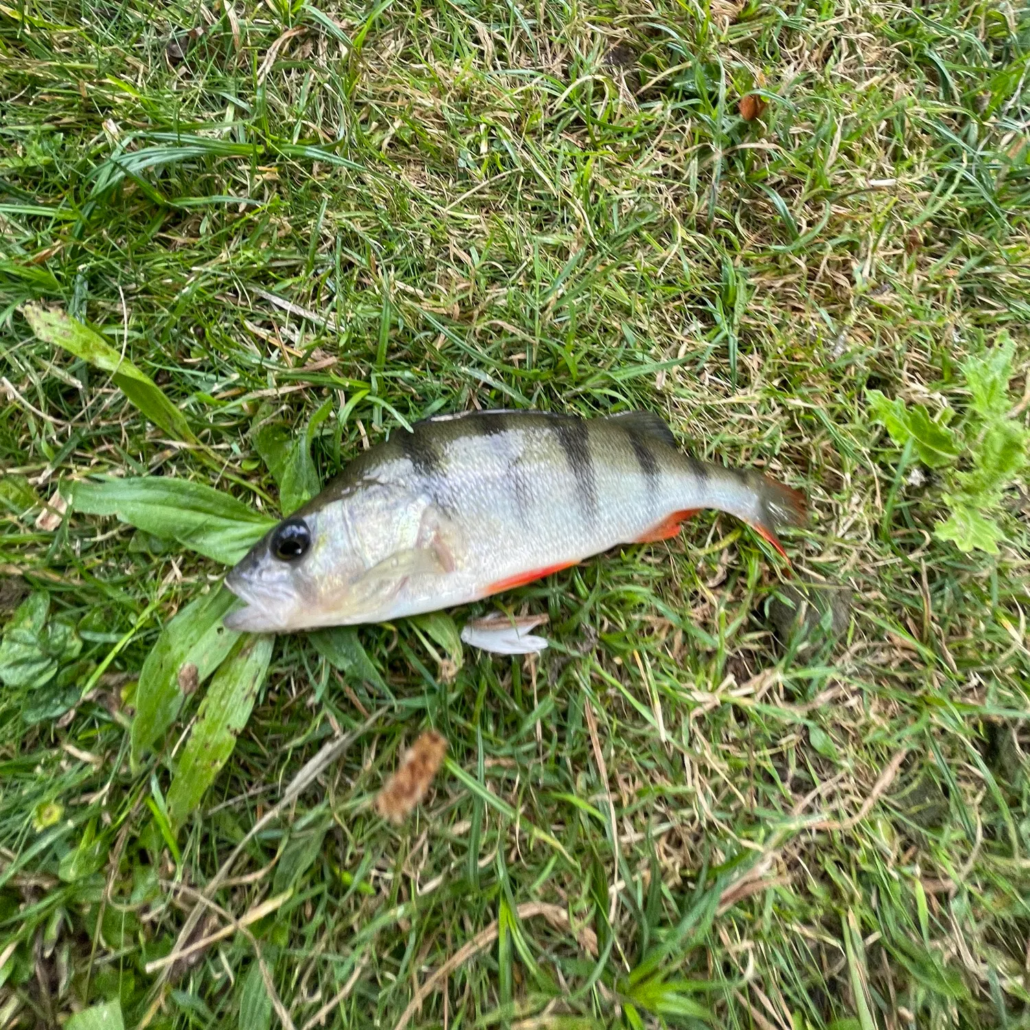 European perch caught on Fishbrain