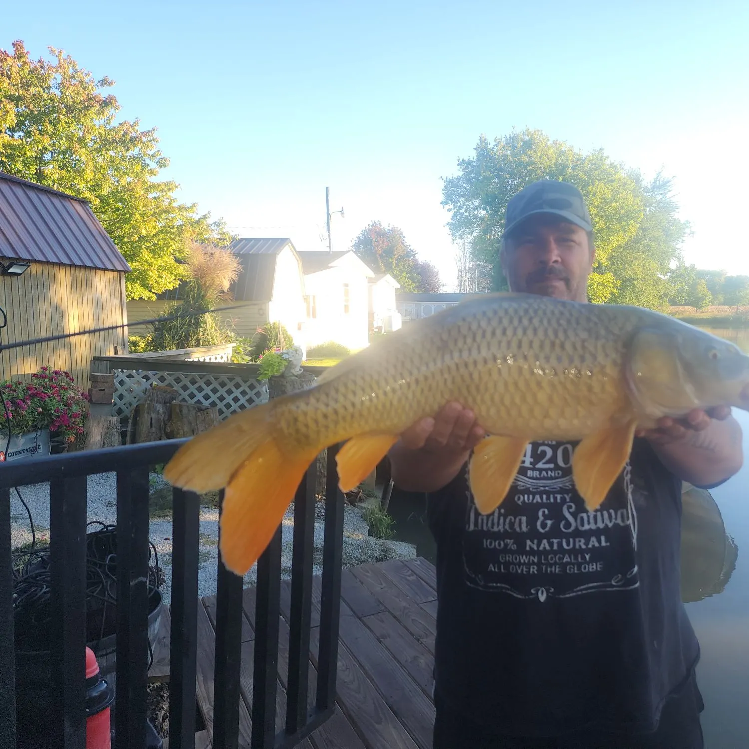 Common carp caught on Fishbrain