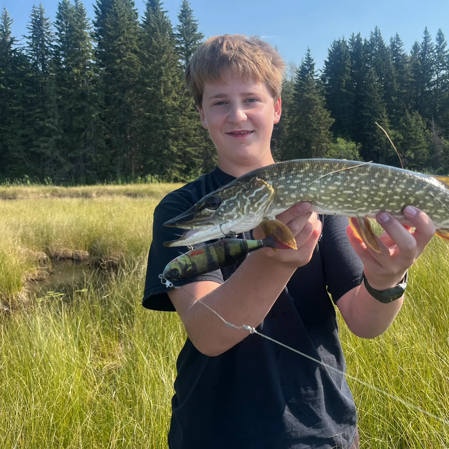 Northern pike caught on Fishbrain