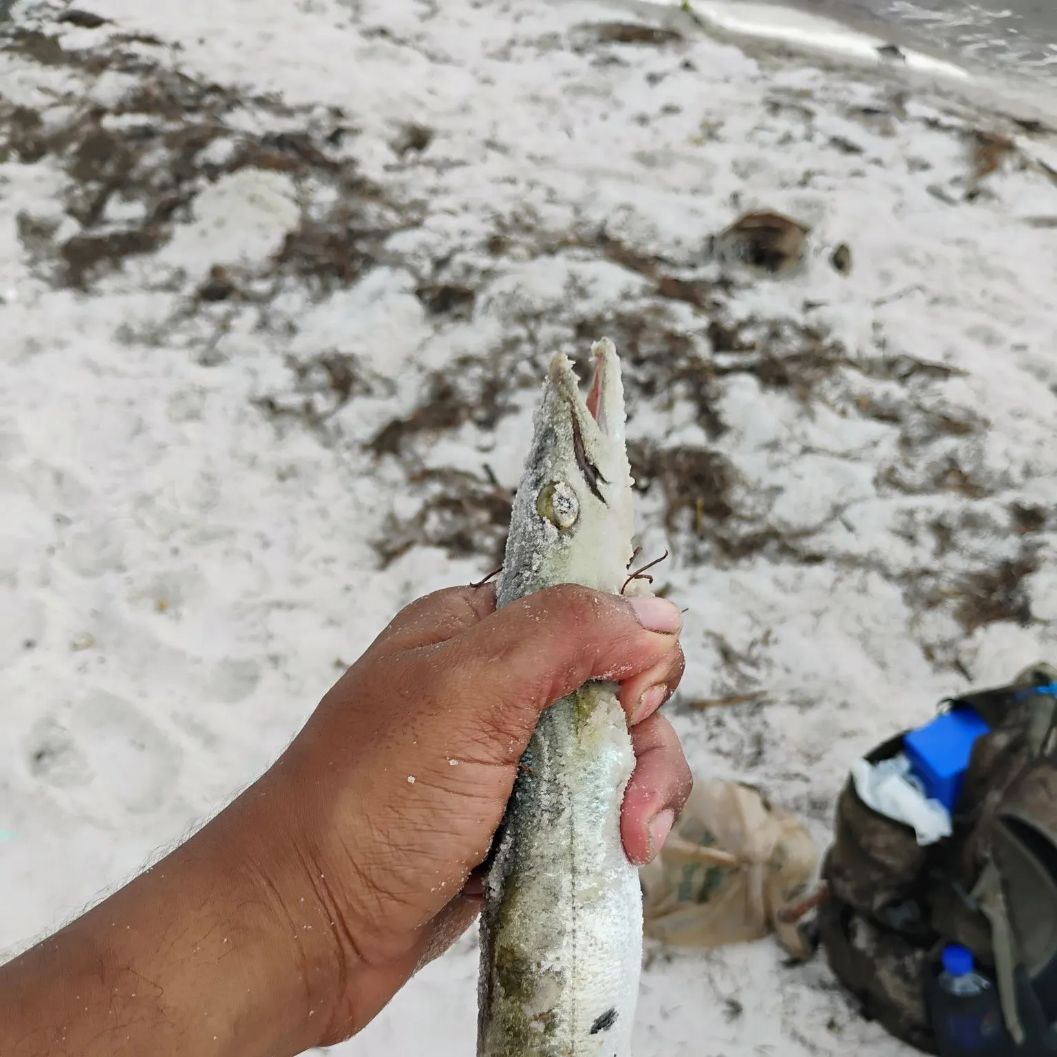 The most recent Great barracuda catches on Fishbrain