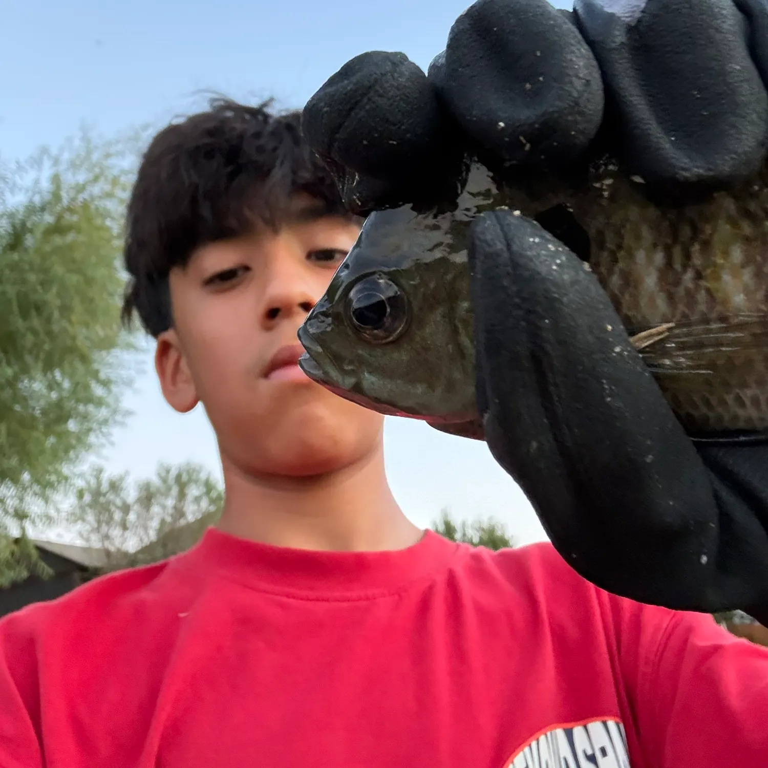 Bluegill caught on Fishbrain