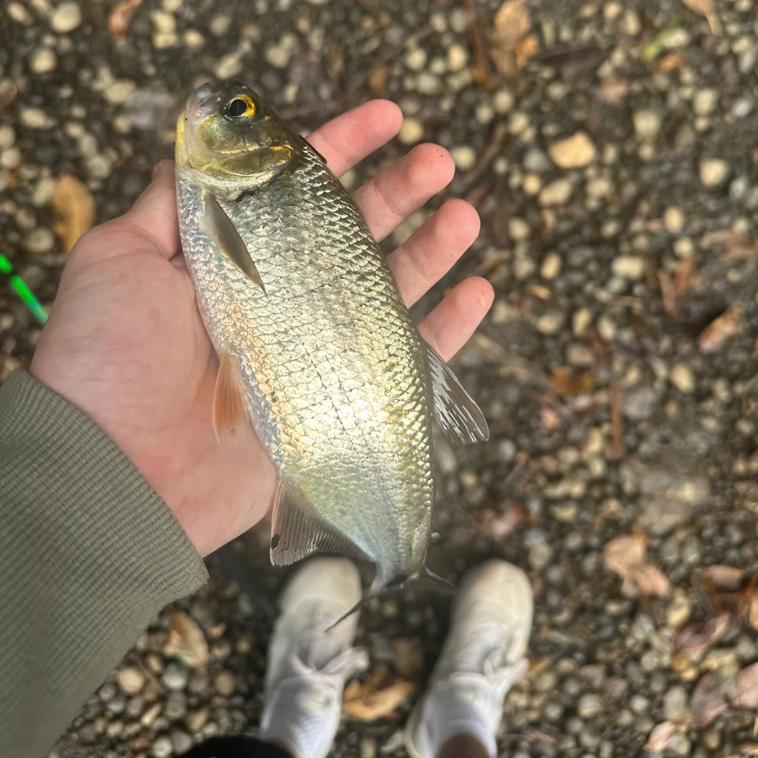 The most recent Machaca catches on Fishbrain