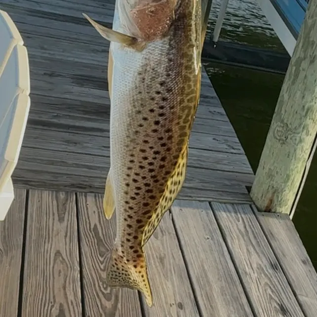 Spotted seatrout caught on Fishbrain