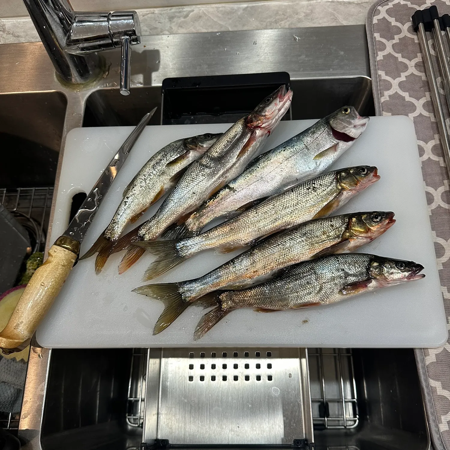 The most recent Umpqua pikeminnow catches on Fishbrain