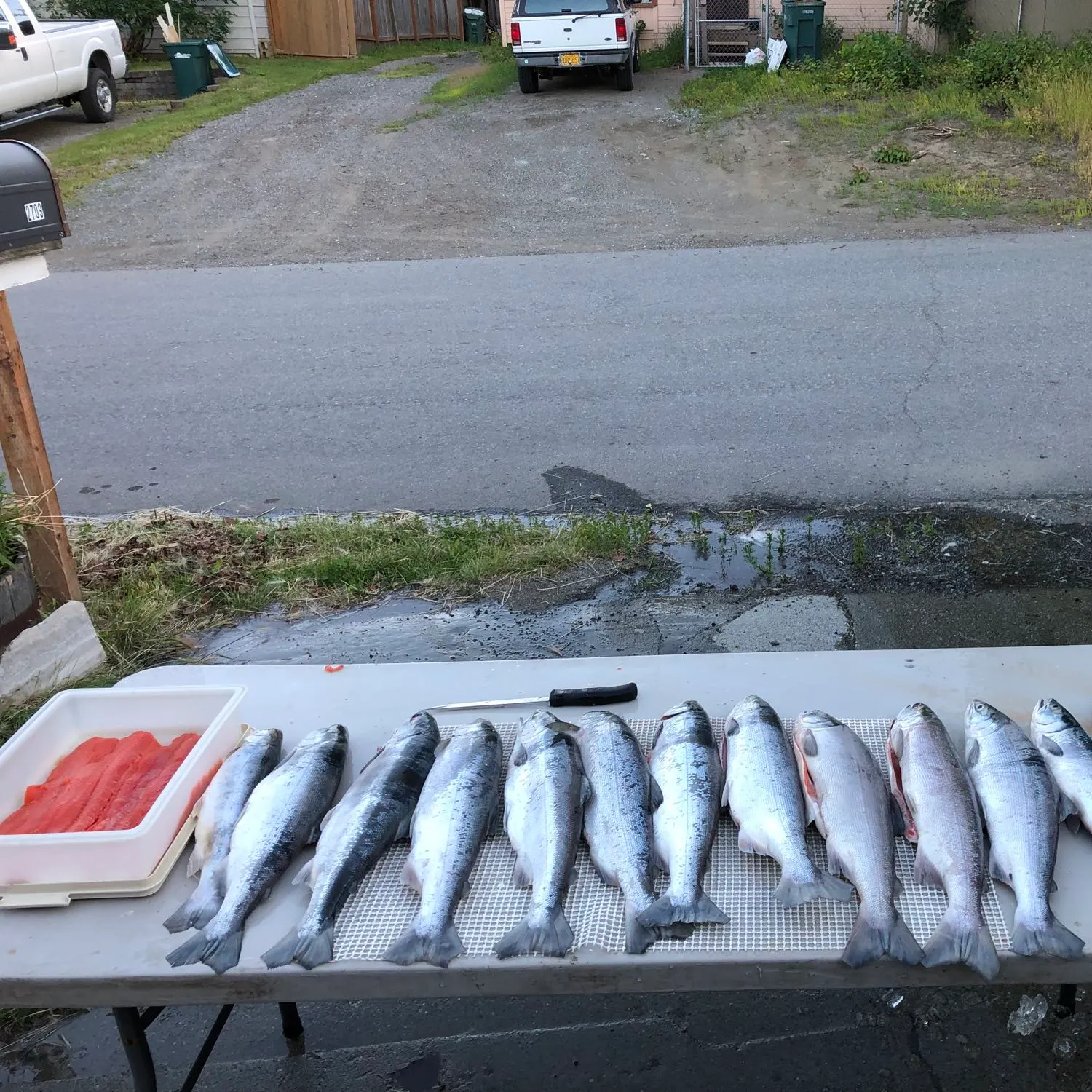 recently logged catches