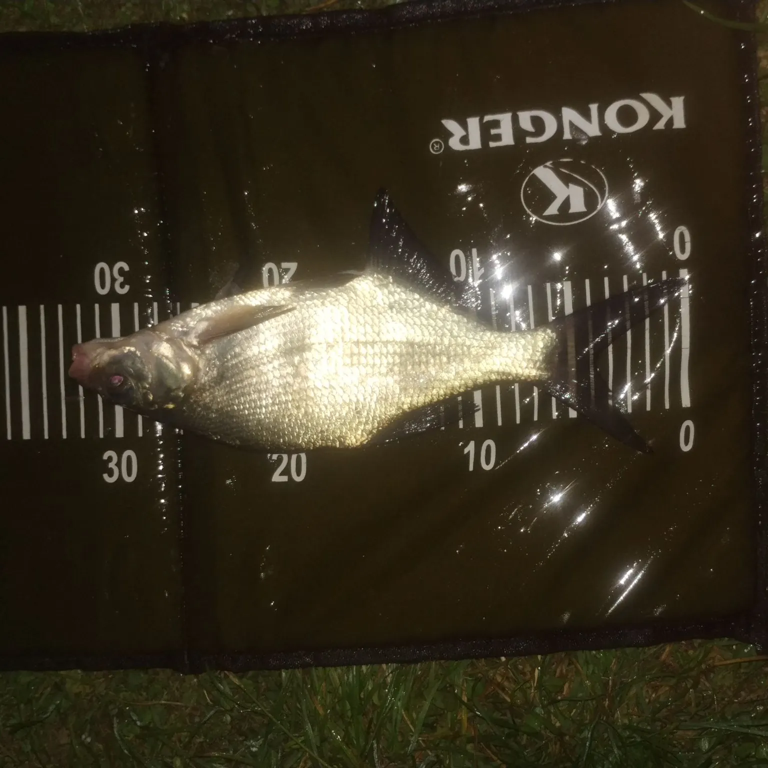 Common bream caught on Fishbrain
