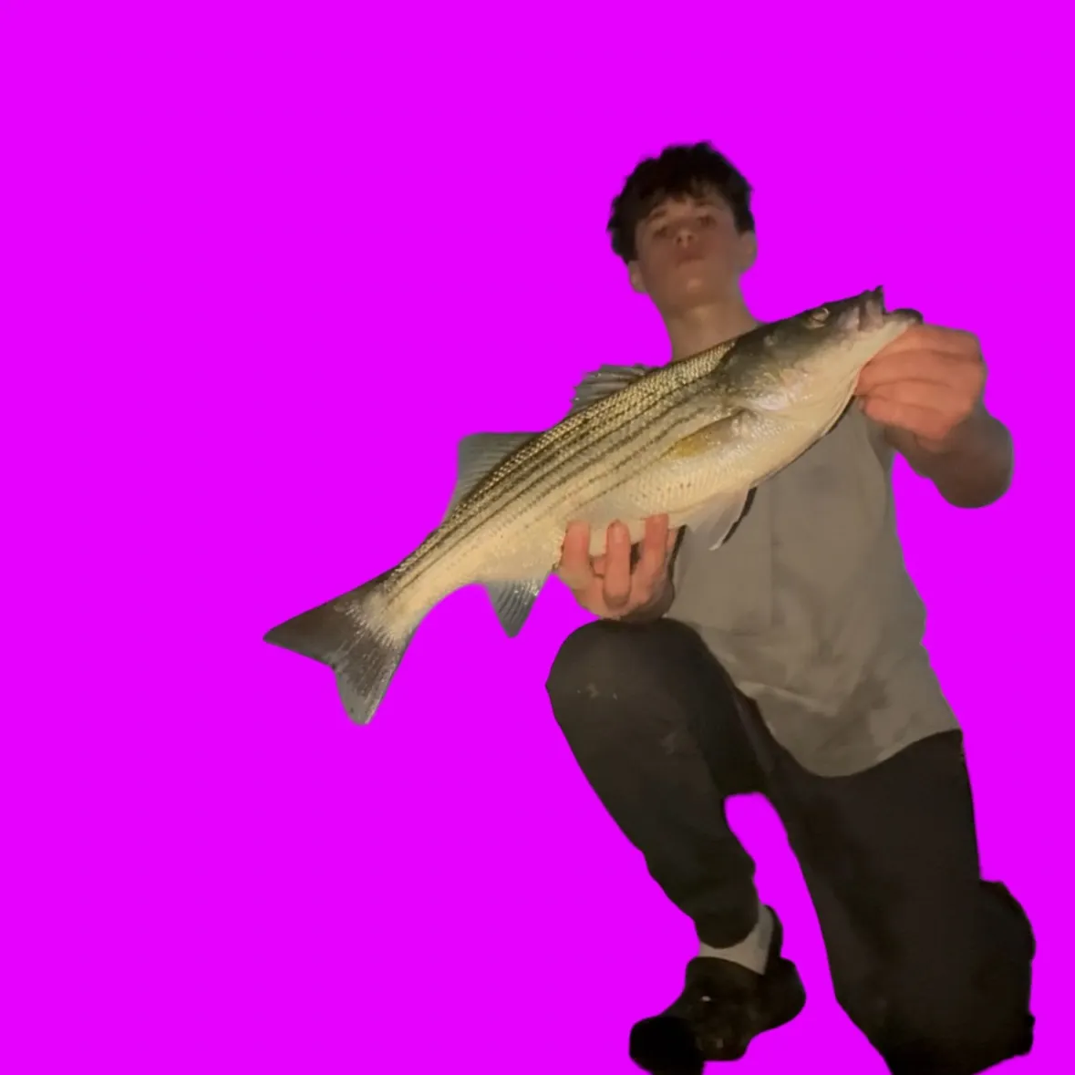 Striped bass caught on Fishbrain