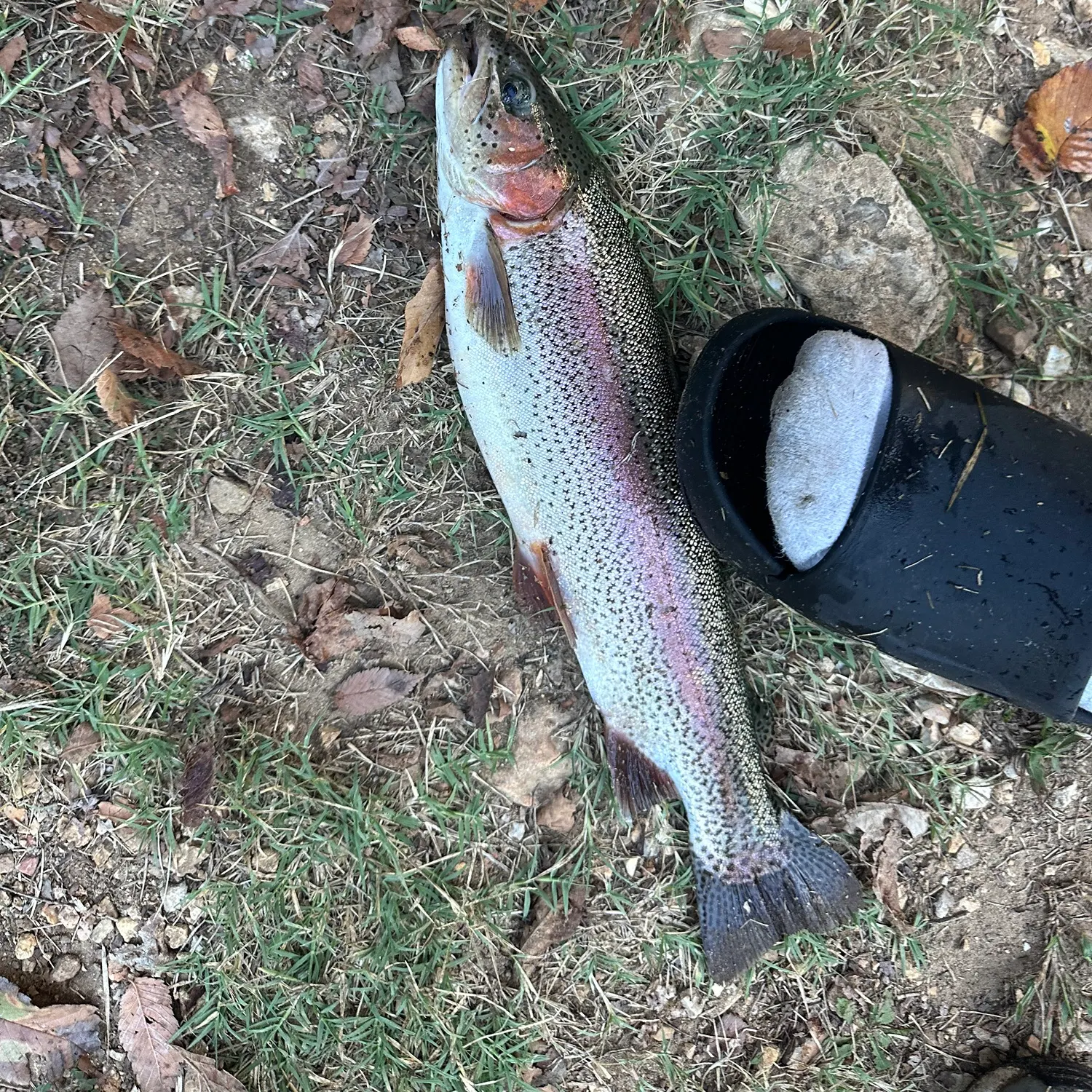Rainbow trout caught on Fishbrain