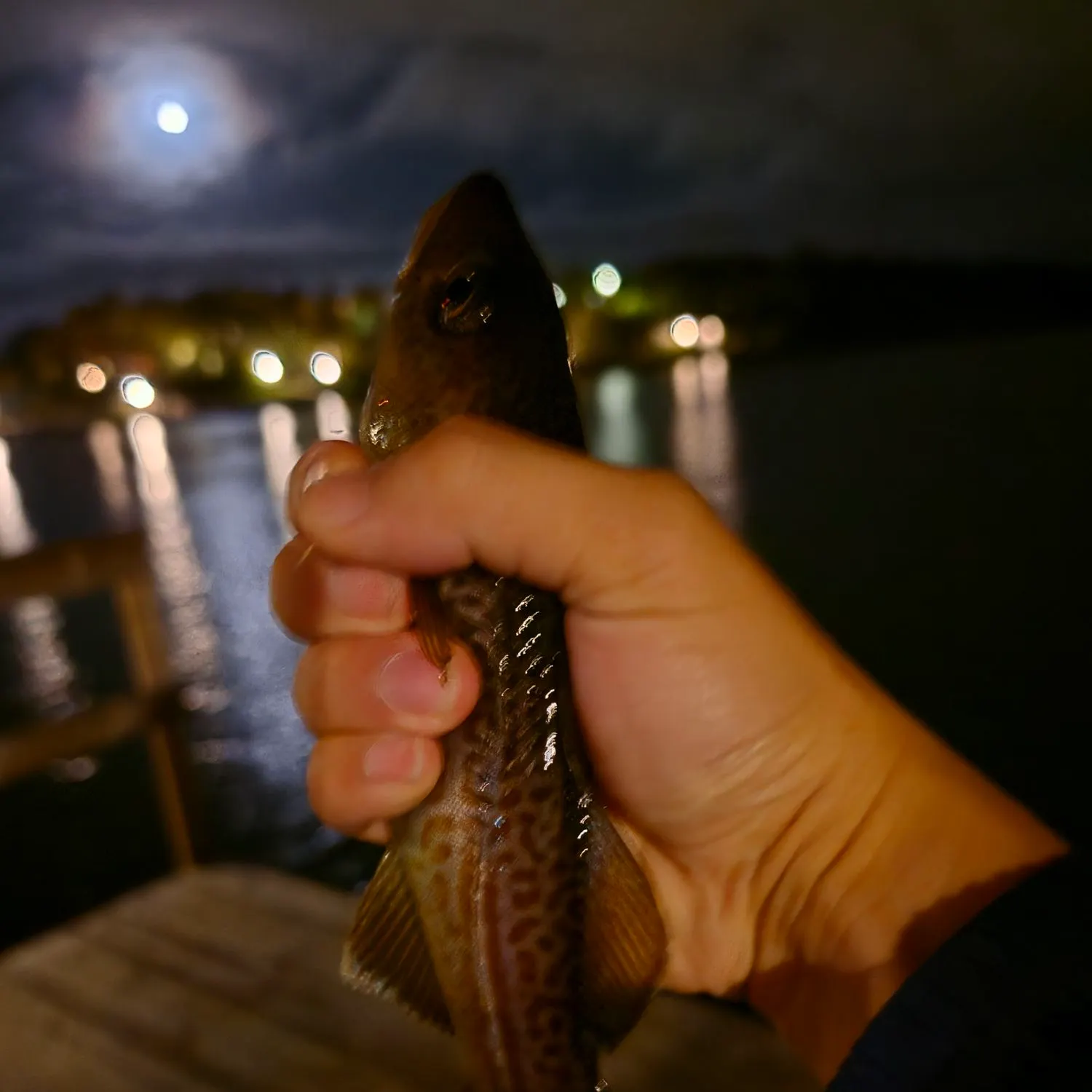 Atlantic cod caught on Fishbrain