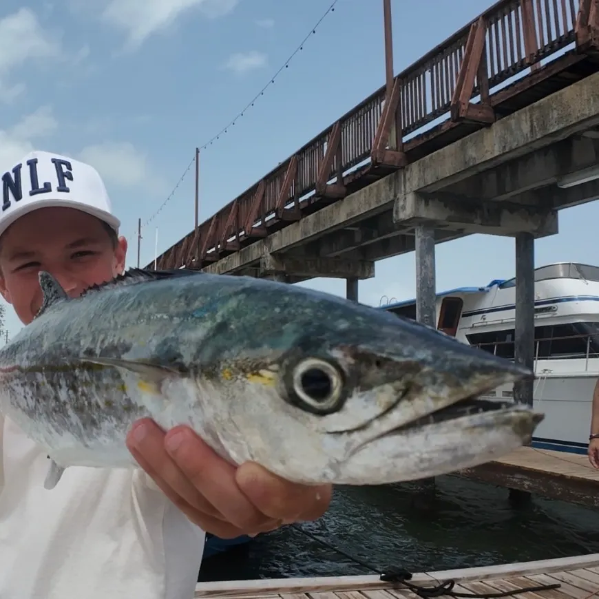 The most recent Cero mackerel catches on Fishbrain