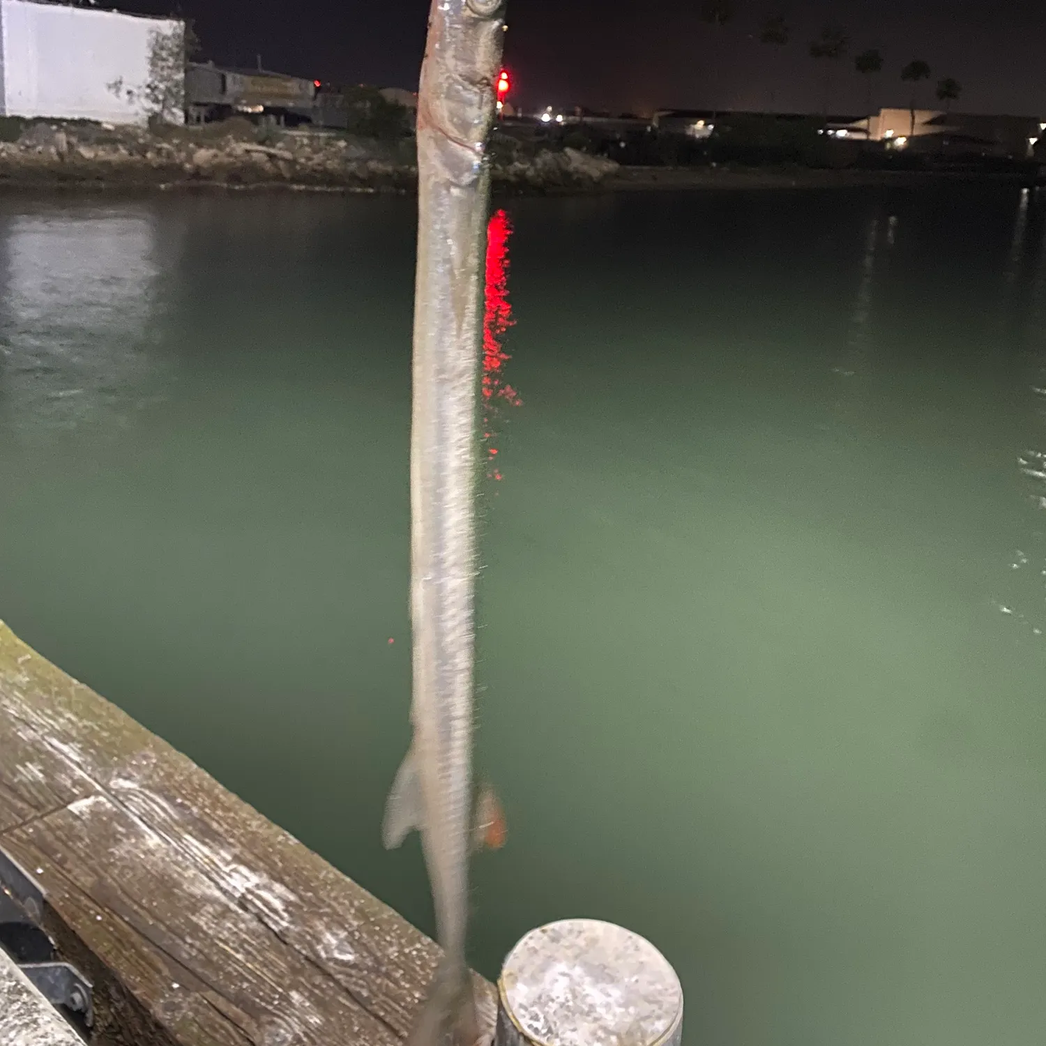 The most recent California needlefish catches on Fishbrain