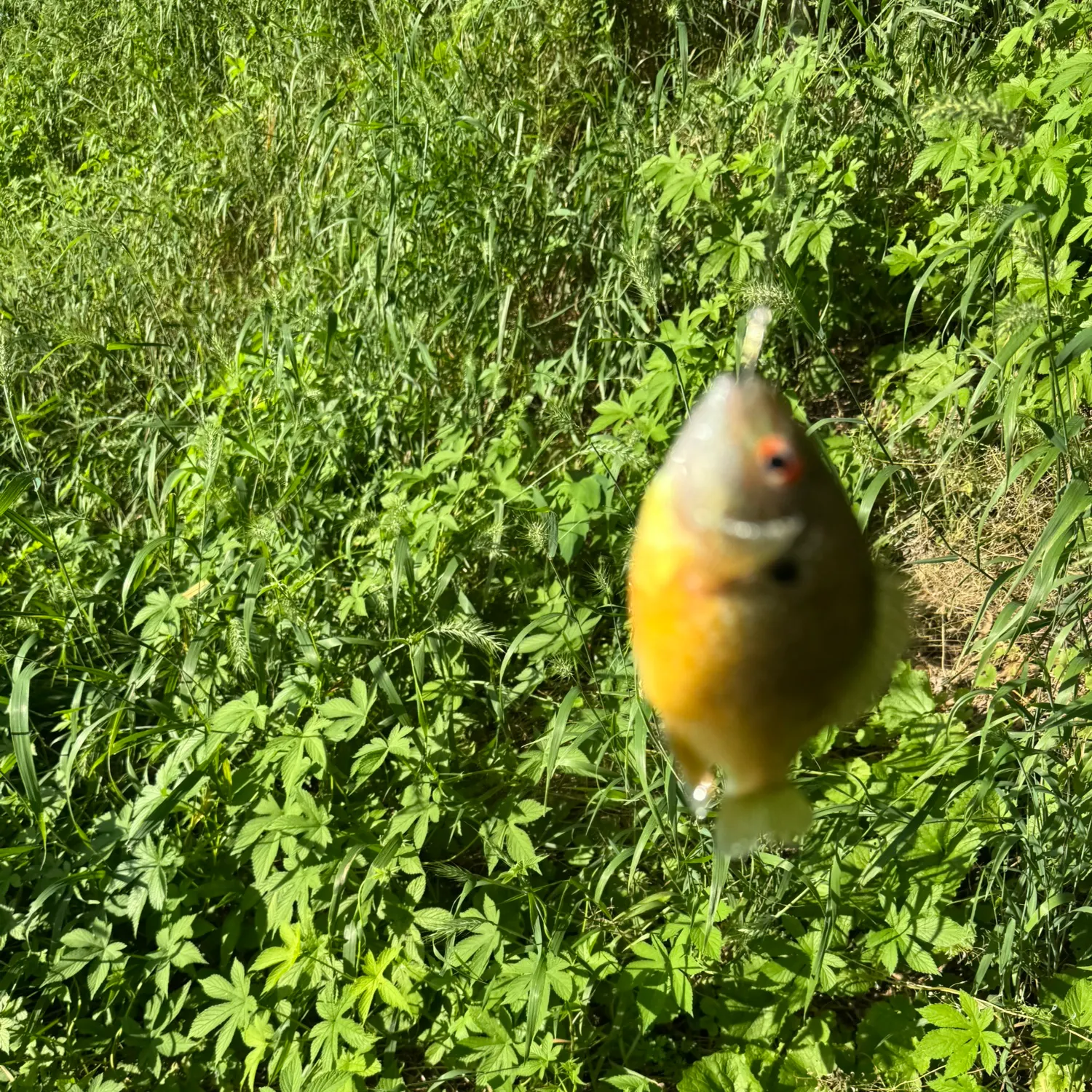 The most recent Longear sunfish catches on Fishbrain