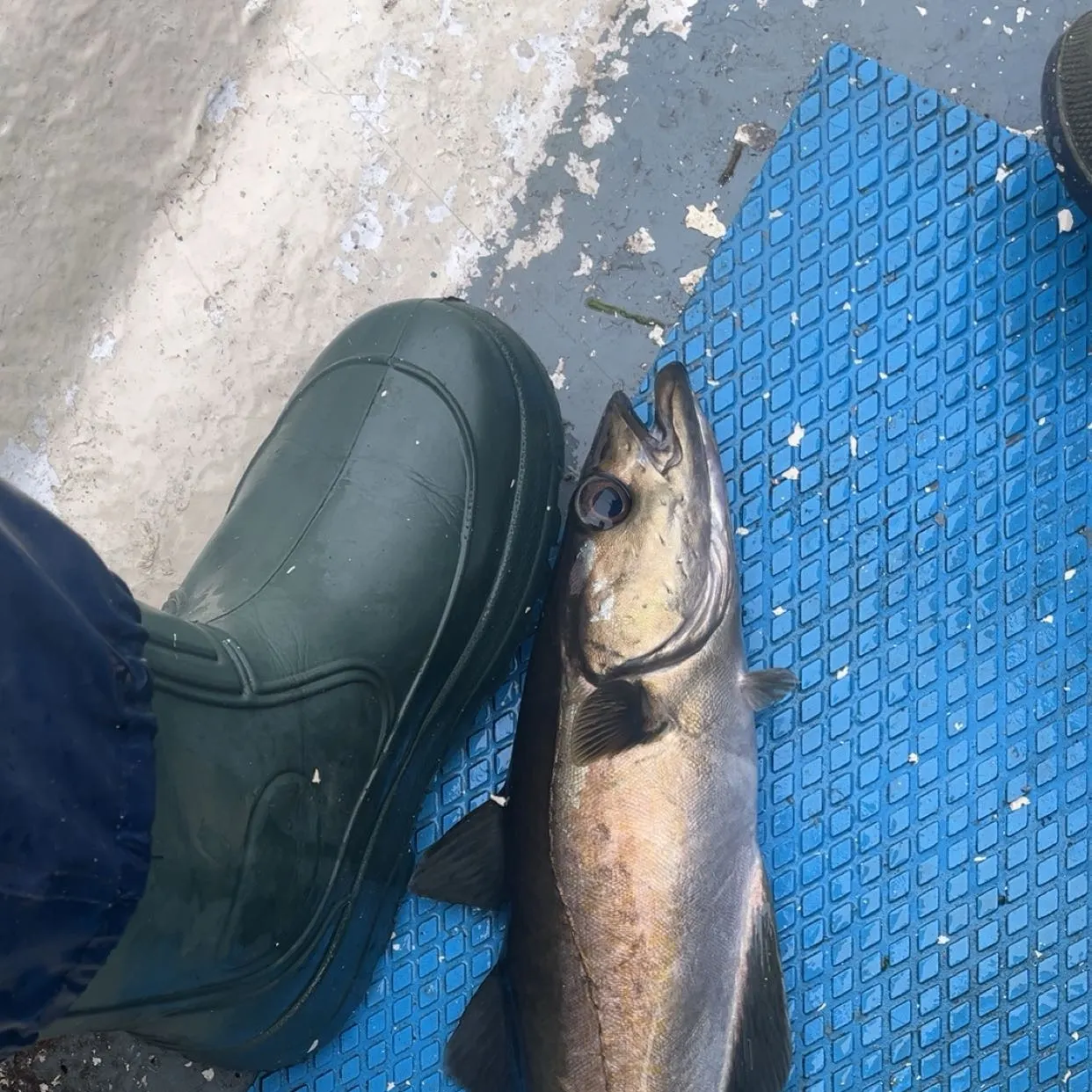 The most recent Pollack catches on Fishbrain