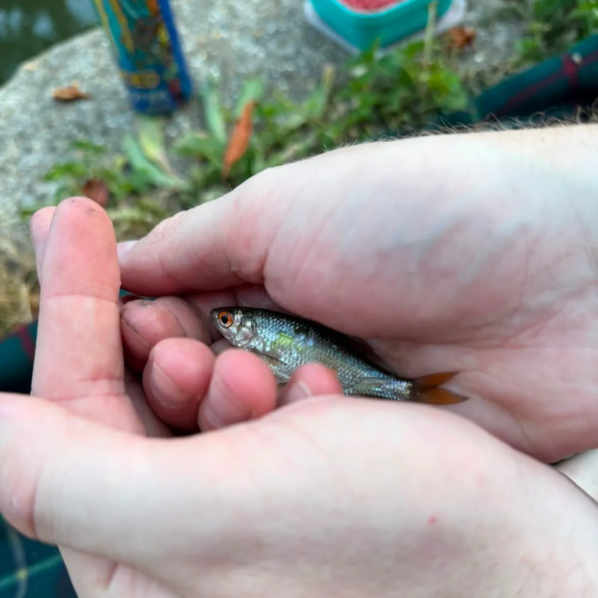 Common roach caught on Fishbrain