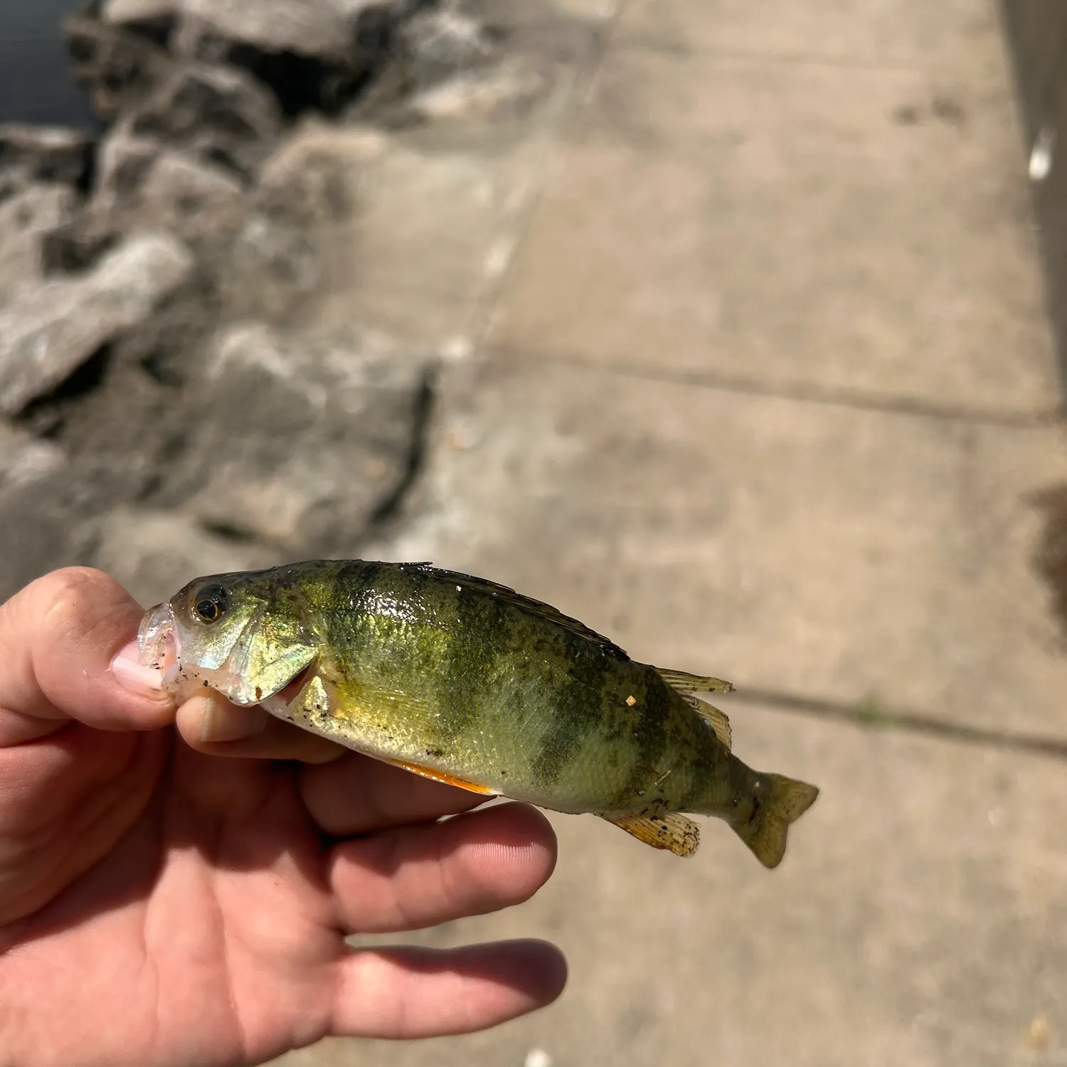 catch