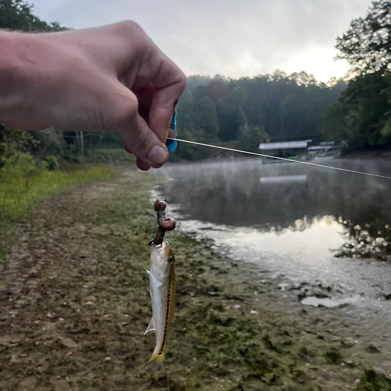 Spotted bass caught on Fishbrain