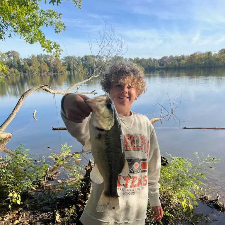 Largemouth bass caught on Fishbrain