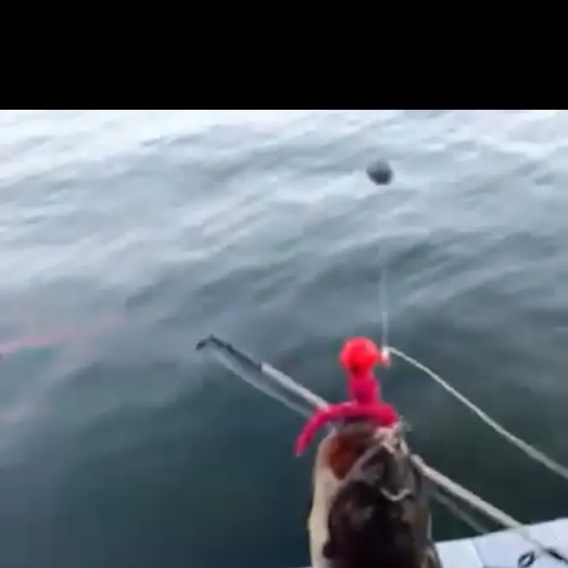 Brown bullhead caught on Fishbrain