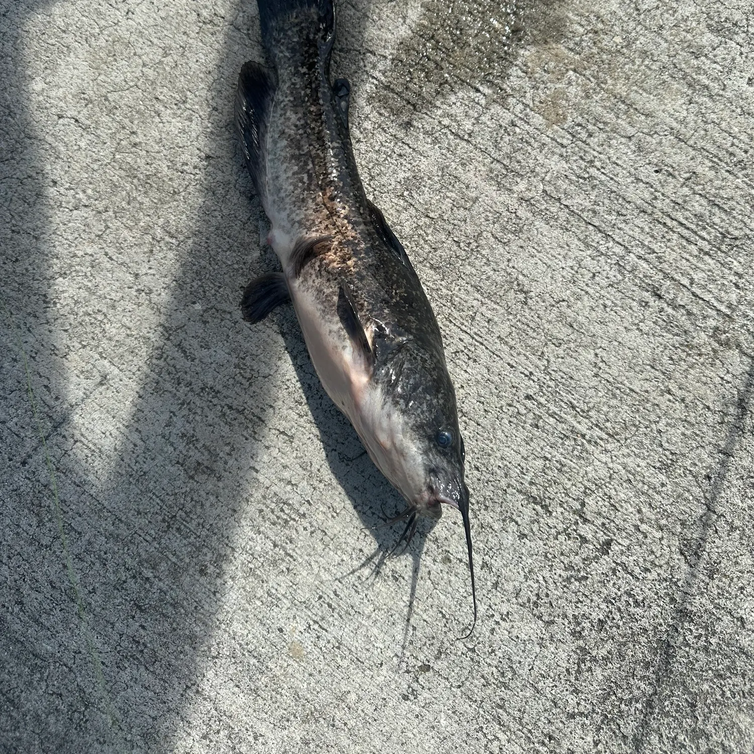 Brown bullhead caught on Fishbrain