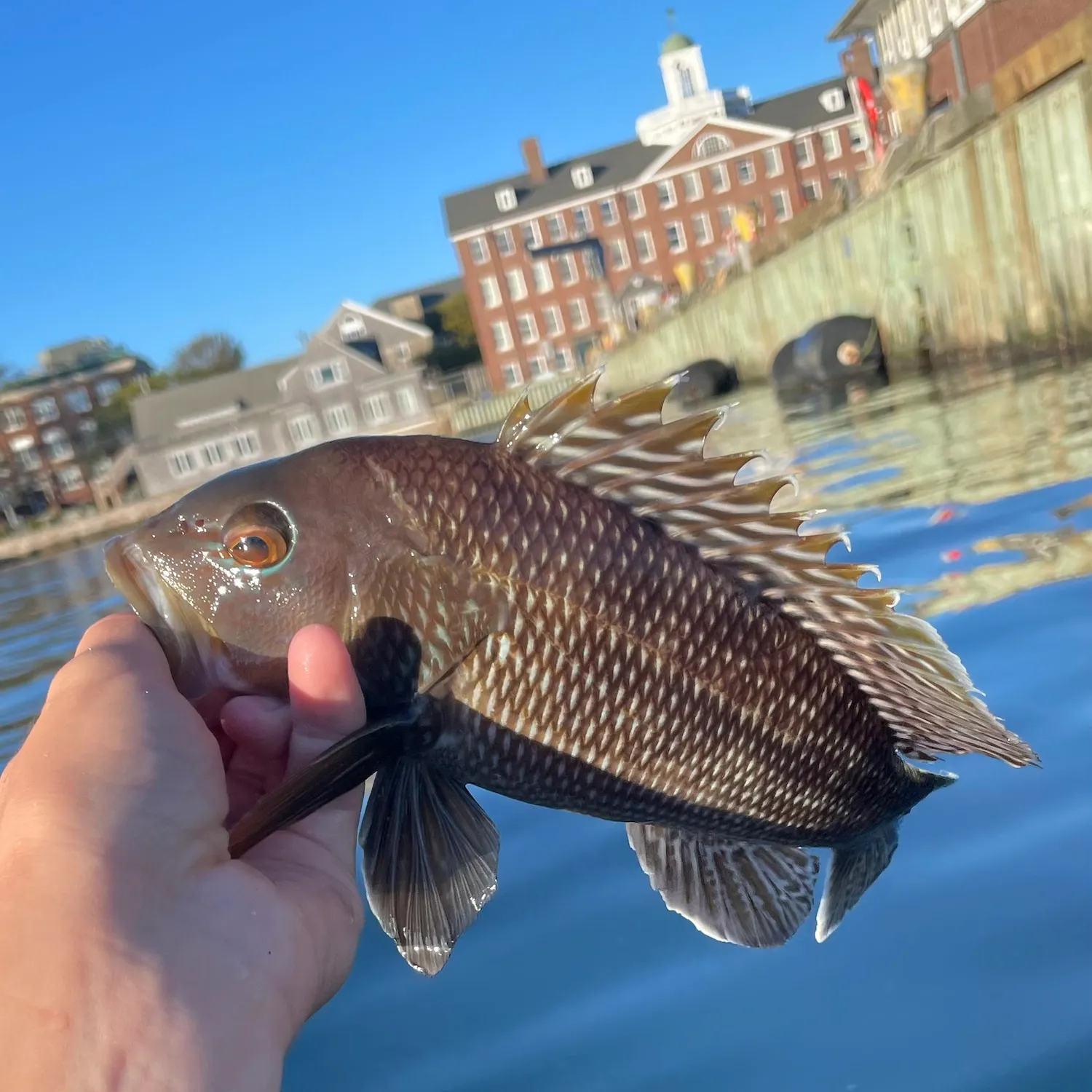 The most recent Black sea bass catches on Fishbrain
