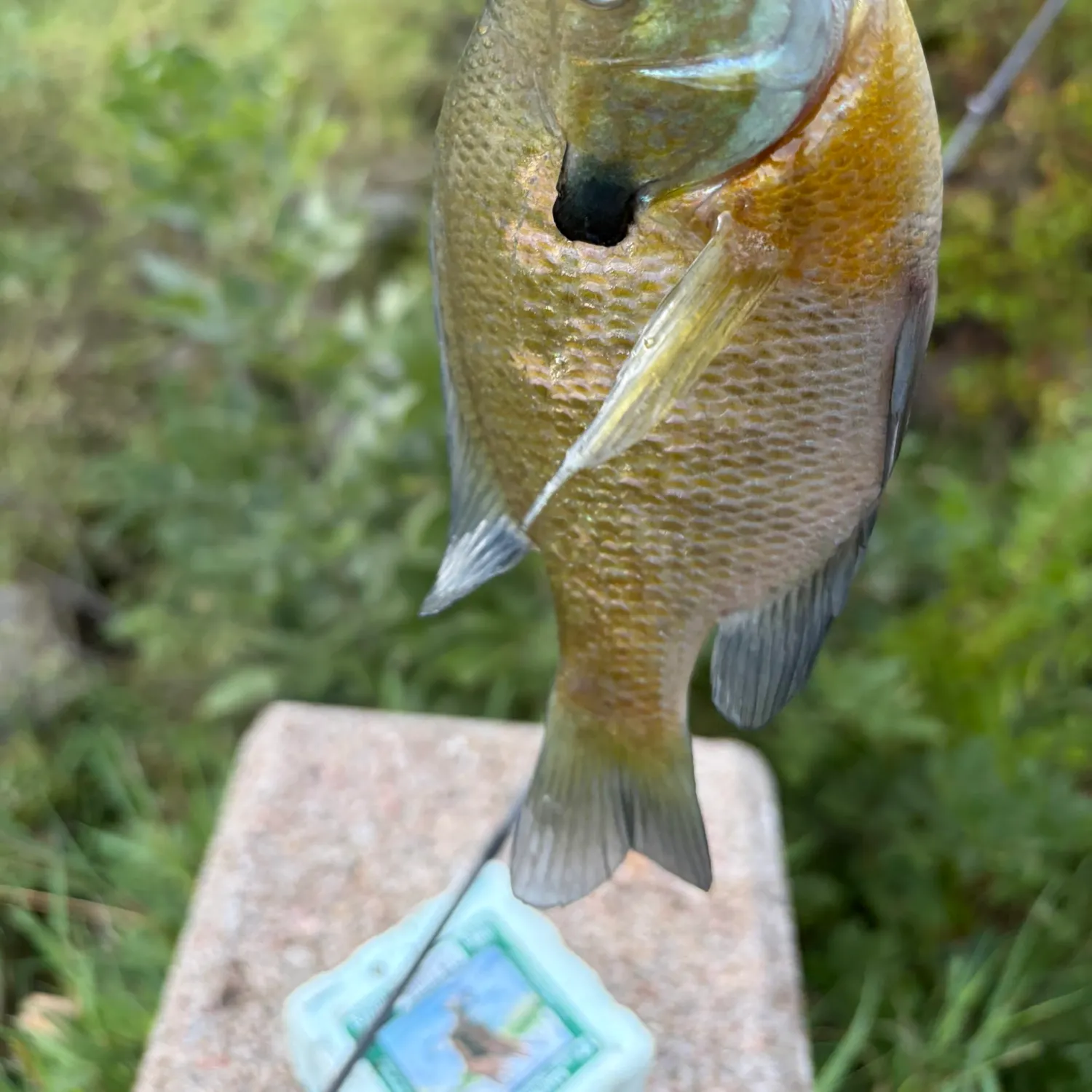 Bluegill caught on Fishbrain