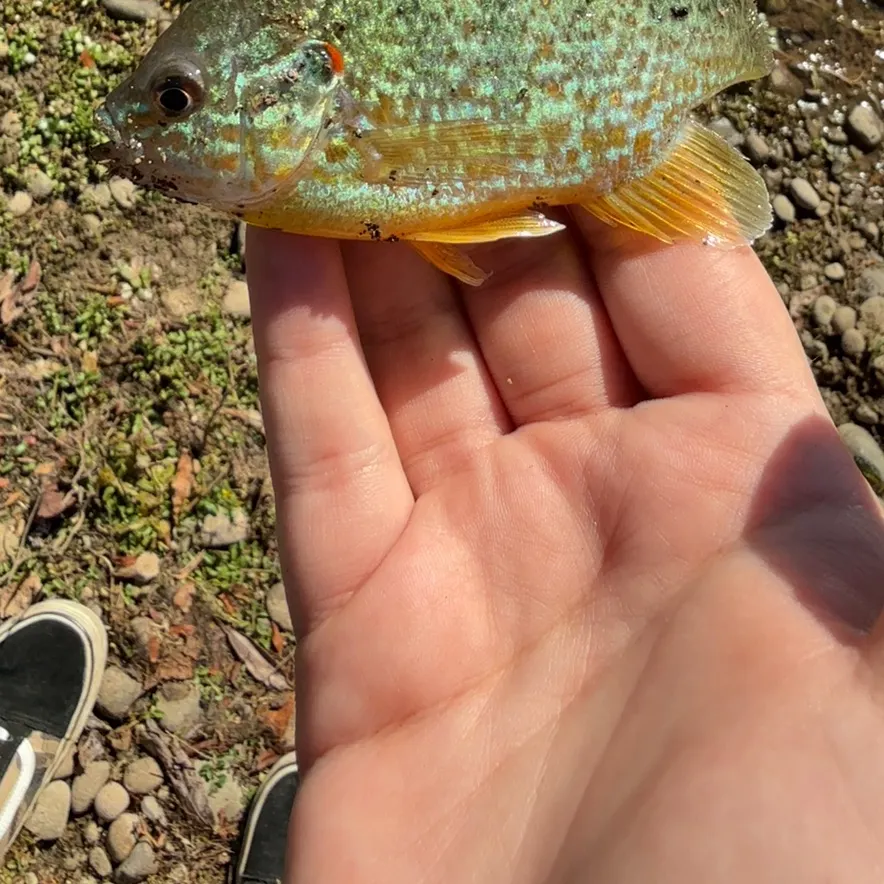Orangespotted sunfish caught on Fishbrain