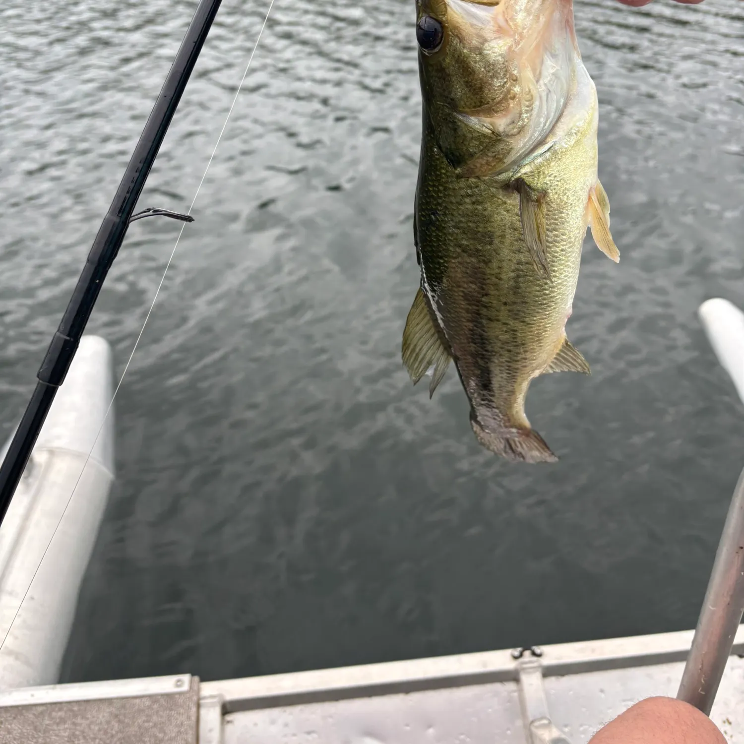 angler catch