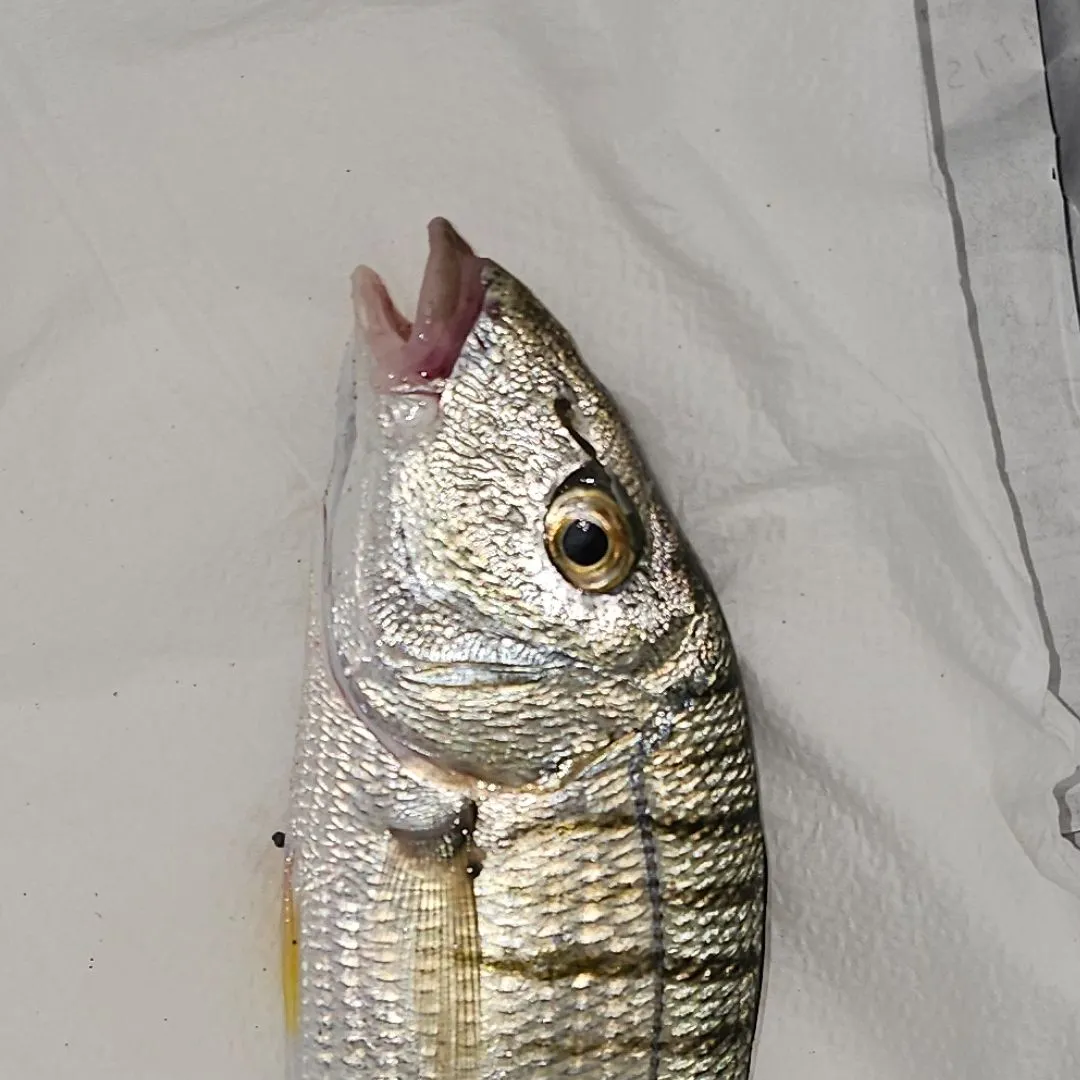 The most recent Striped seabream catches on Fishbrain