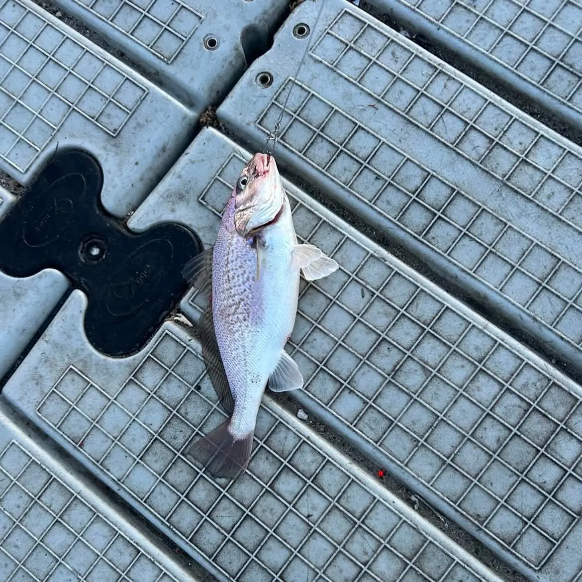 Atlantic croaker caught on Fishbrain