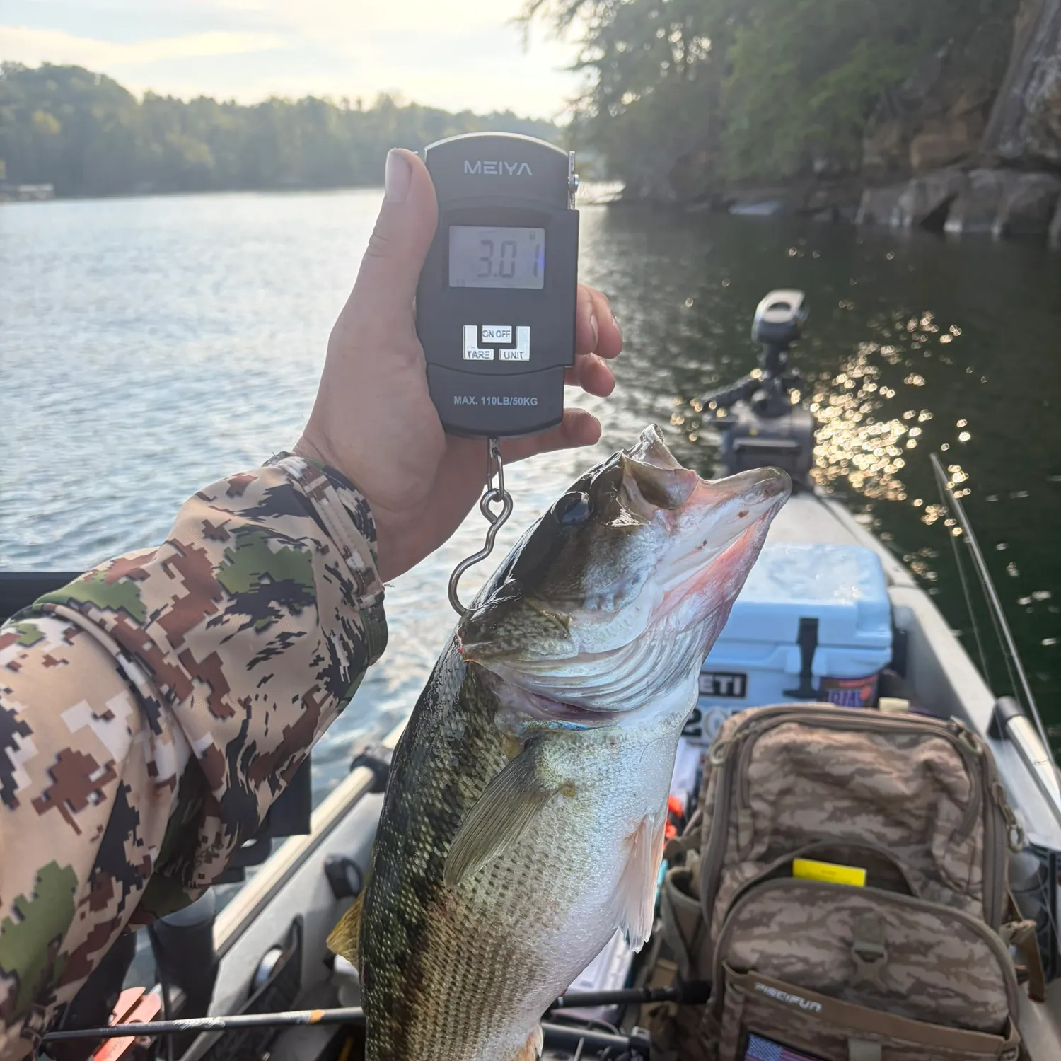 Spotted bass caught on Fishbrain