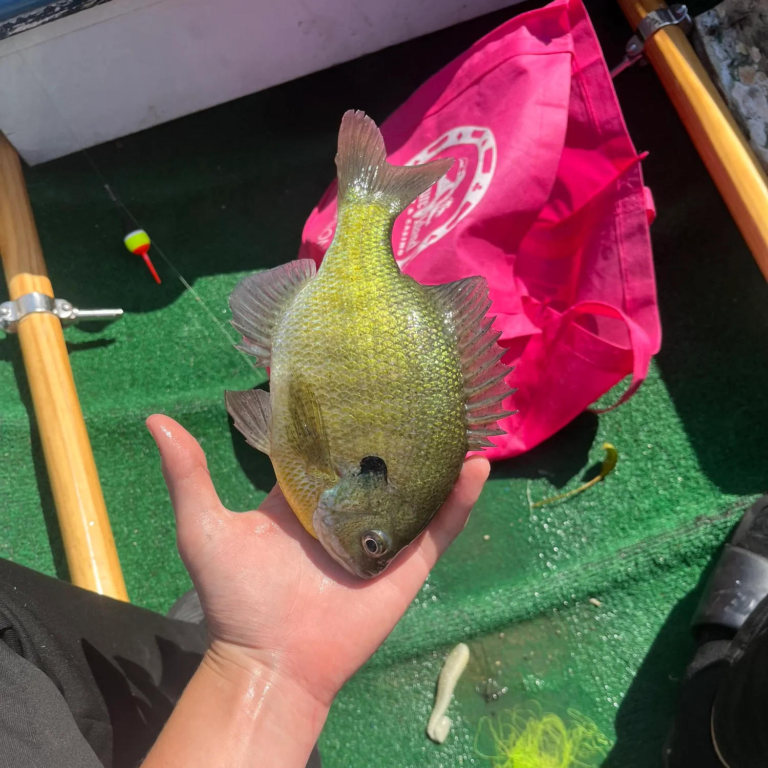 Bluegill caught on Fishbrain