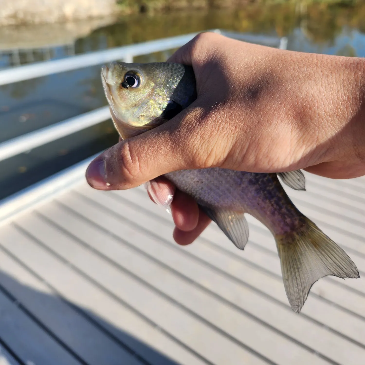 Bluegill caught on Fishbrain