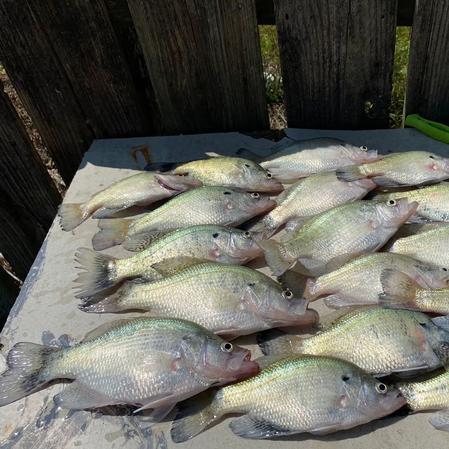 recently logged catches