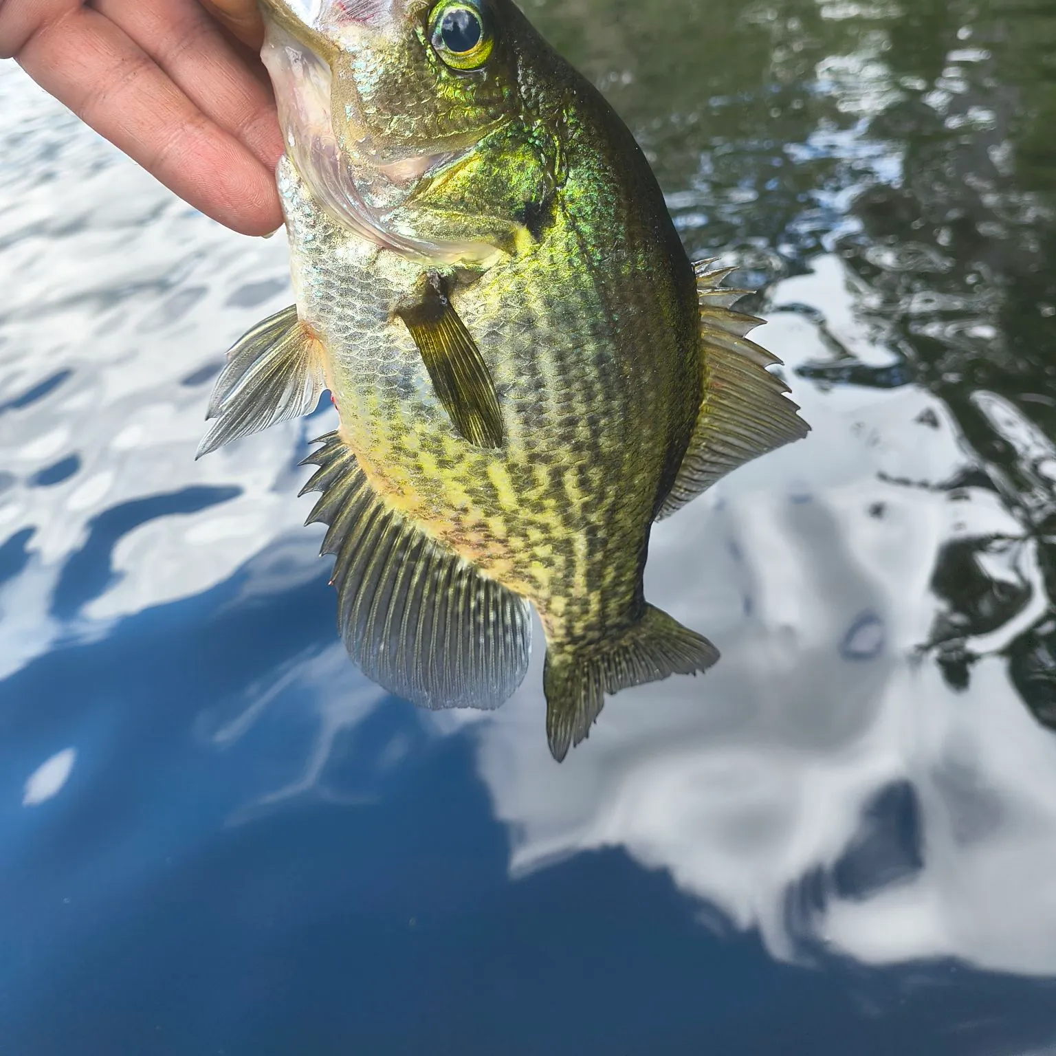 Black crappie caught on Fishbrain