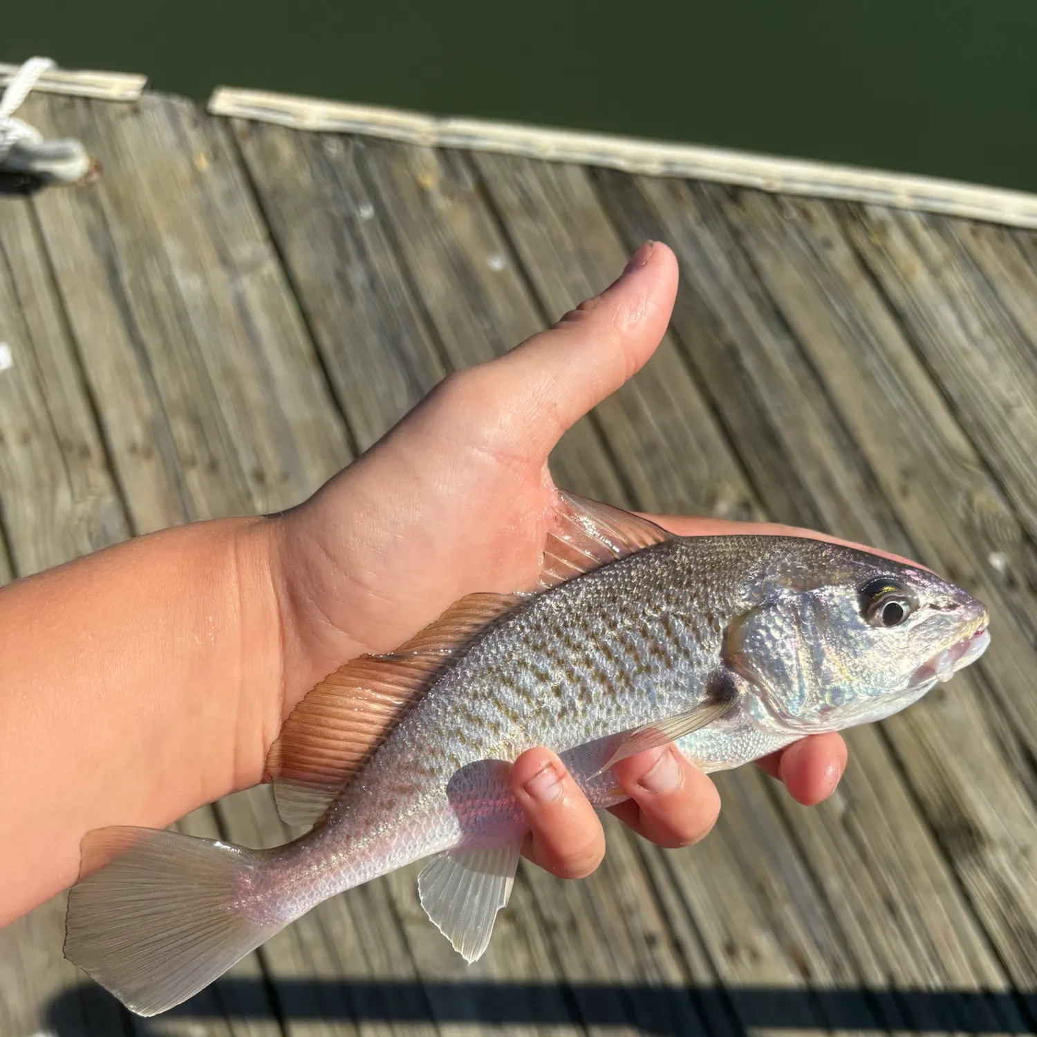 Atlantic croaker caught on Fishbrain