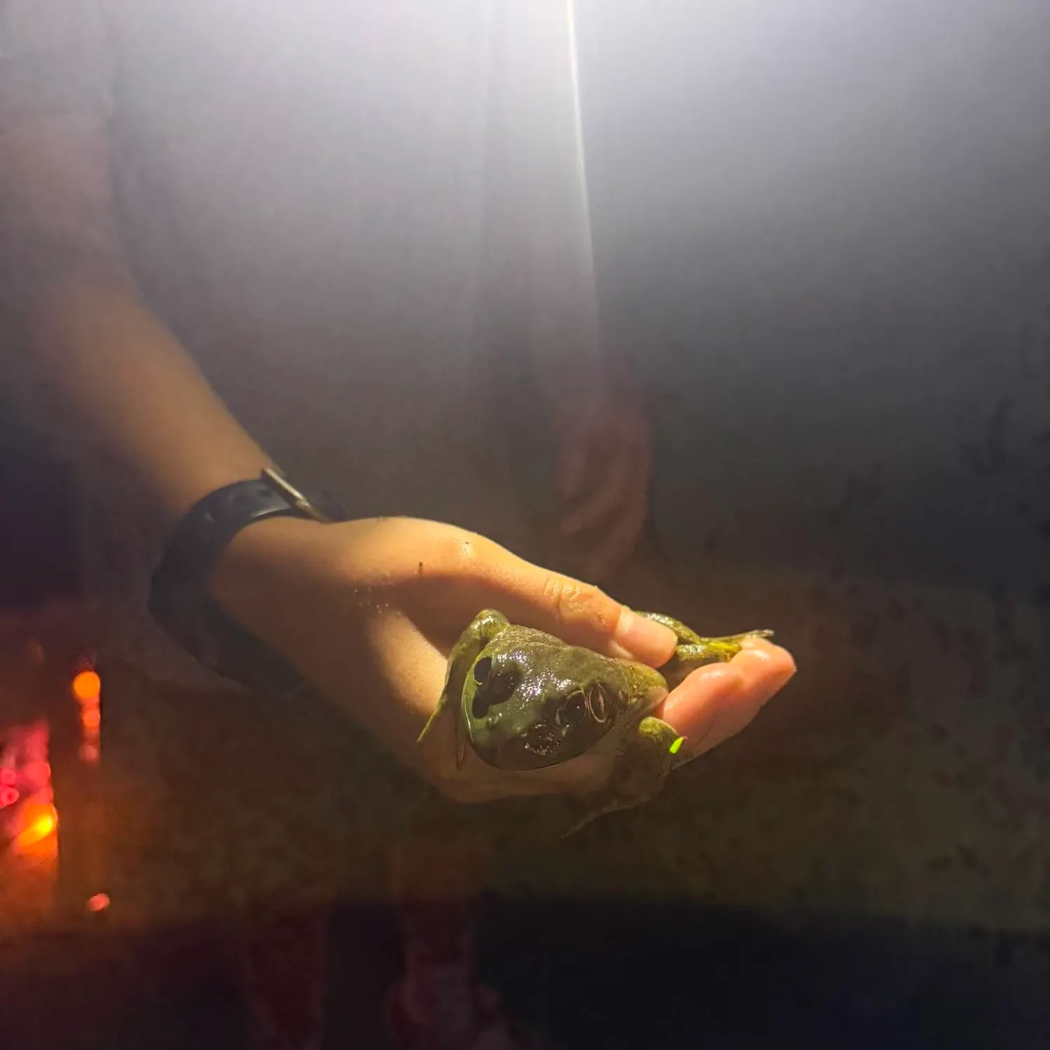 American bullfrog caught on Fishbrain