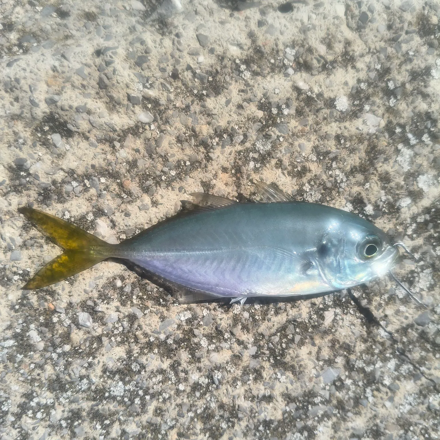 White trevally caught on Fishbrain