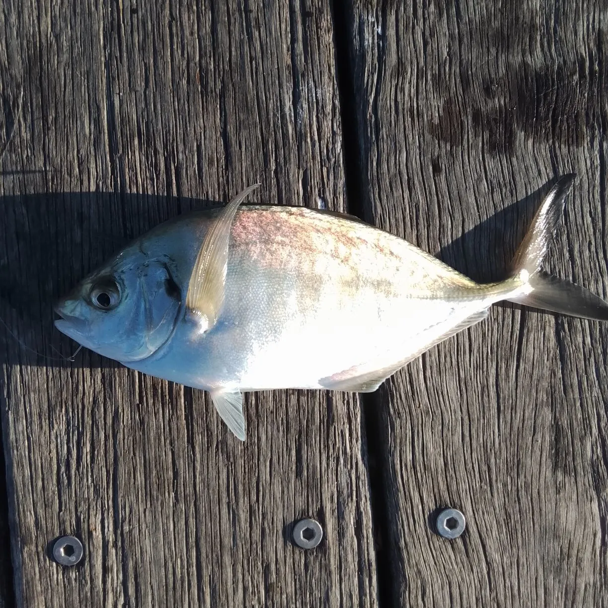 The most recent Silver trevally catches on Fishbrain