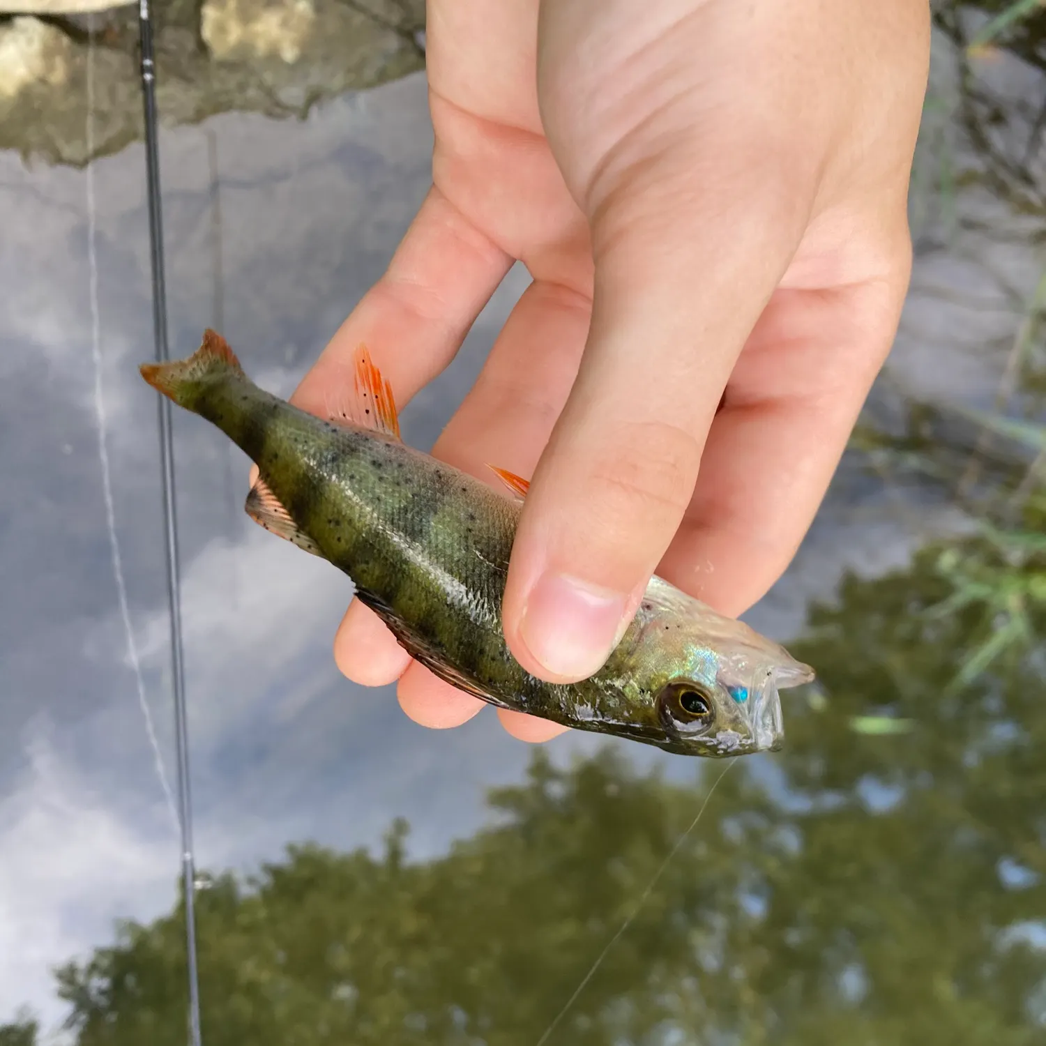 European perch caught on Fishbrain