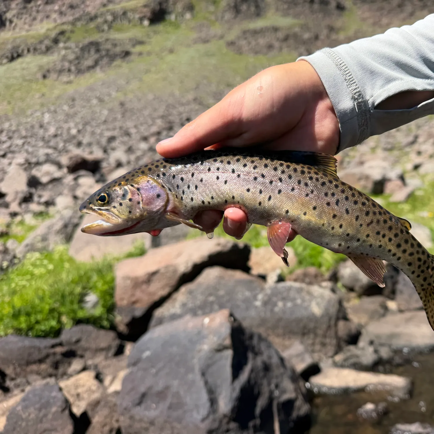 The most recent Lahontan cutthroat trout catches on Fishbrain