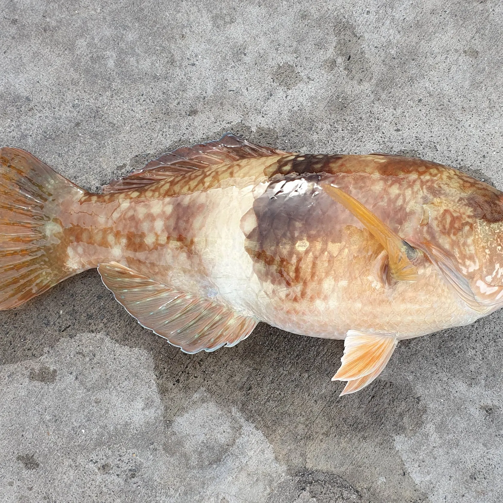 Blue-throated wrasse caught on Fishbrain