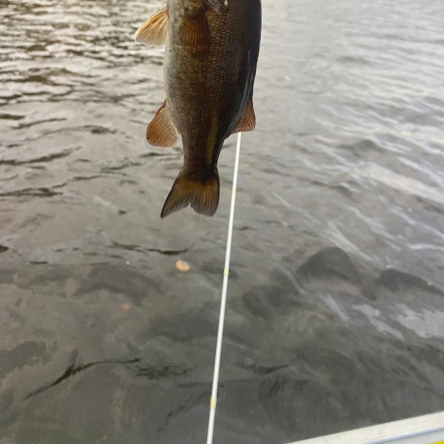 Smallmouth bass caught on Fishbrain