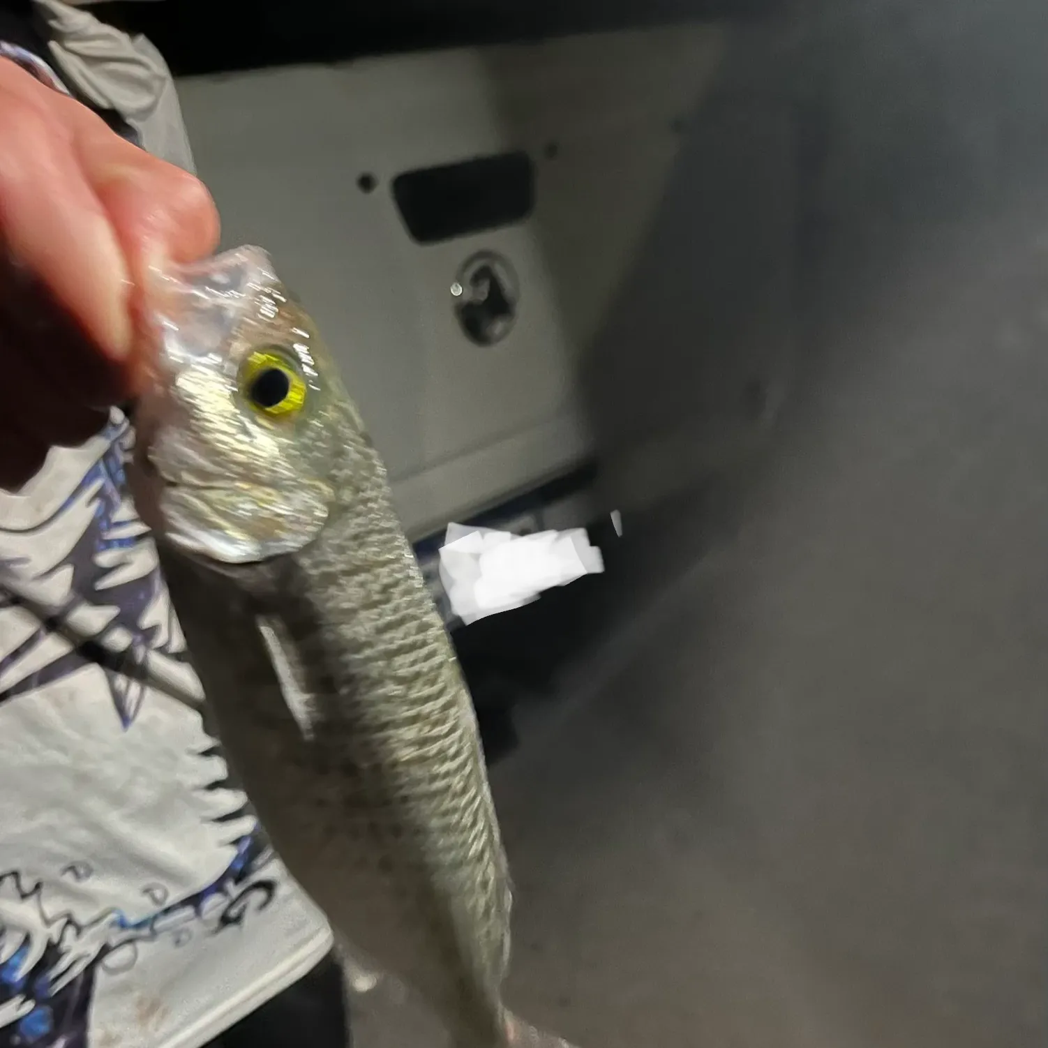 The most recent Australian ruff catches on Fishbrain